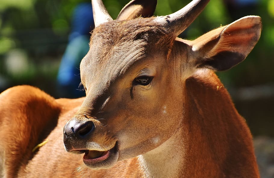 brown calf close-up photo during daytime, banteng, beef, bos javanicus HD wallpaper