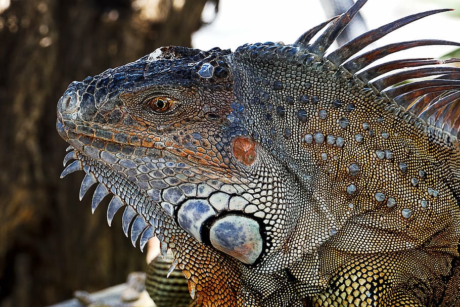 close-up photography of bearded dragon, iguana, lizard, florida keys, HD wallpaper