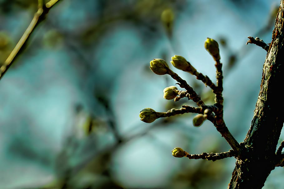 nature, leaf, tree, plant, tree flower buds, kornell cherries HD wallpaper
