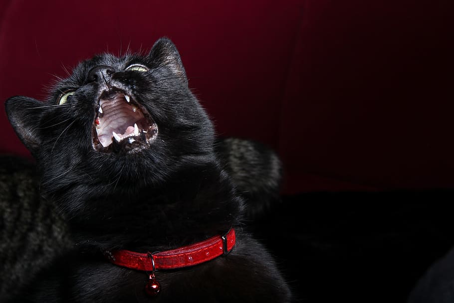 cat, pet, black, evil, animal, domestic, mammal, animal themes HD wallpaper