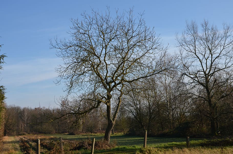 orchard, fruit tree, spring, nature, field, meadow, blue sky HD wallpaper