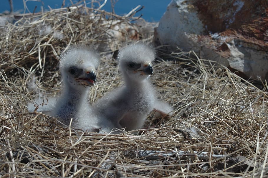 two birds on nest, bald eagles, chicks, wildlife, nature, symbol HD wallpaper