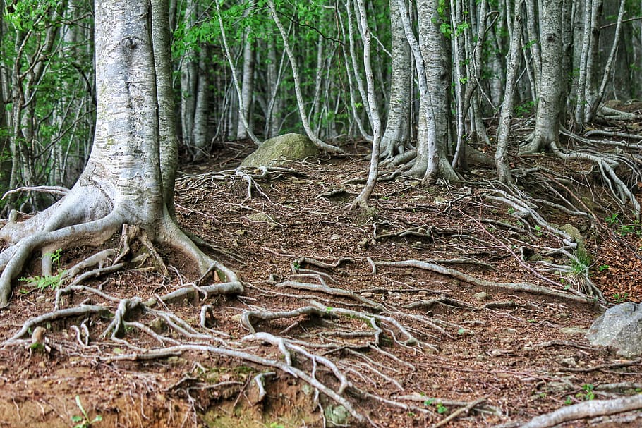 green leaf tree photography, nature, roots, trees, forest, tree trunk HD wallpaper