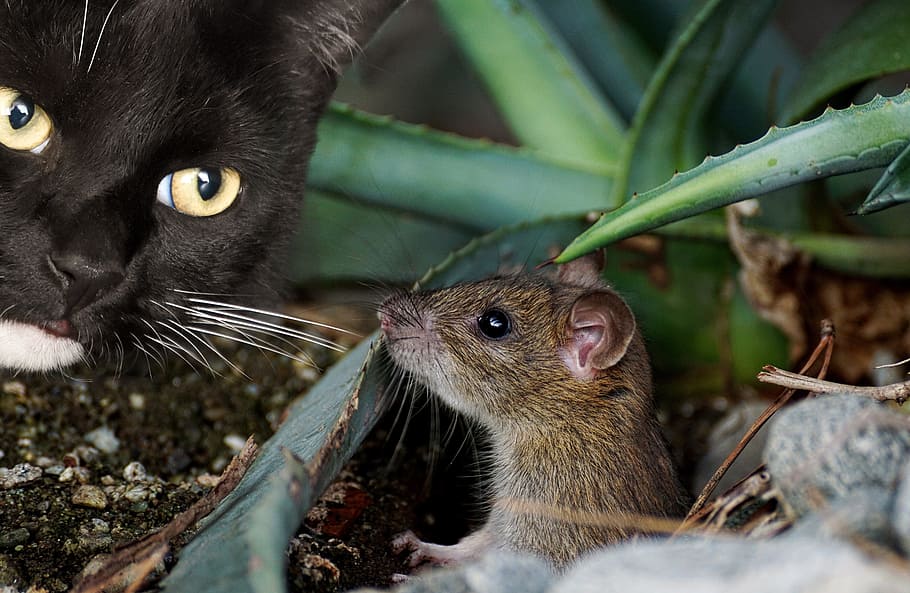 shallow focus of brown mouse and black cat, animal, cute, catch, HD wallpaper
