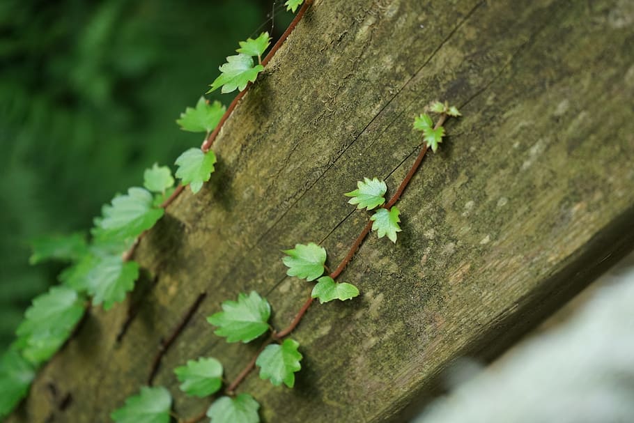 ivy, pool, abstract, nature, plants, vine, state of the union HD wallpaper
