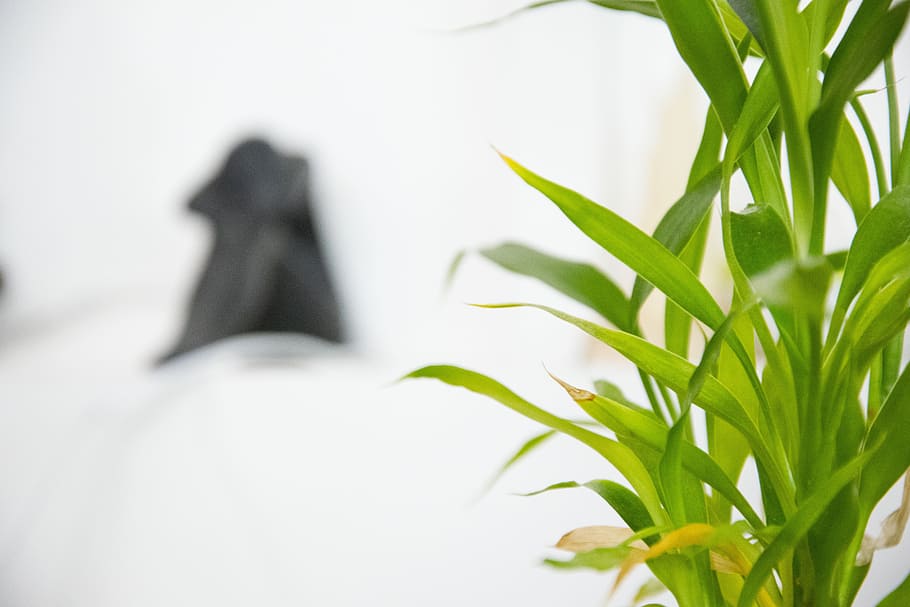 plant, white, green, nature, no people, leaf, plant part, growth HD wallpaper
