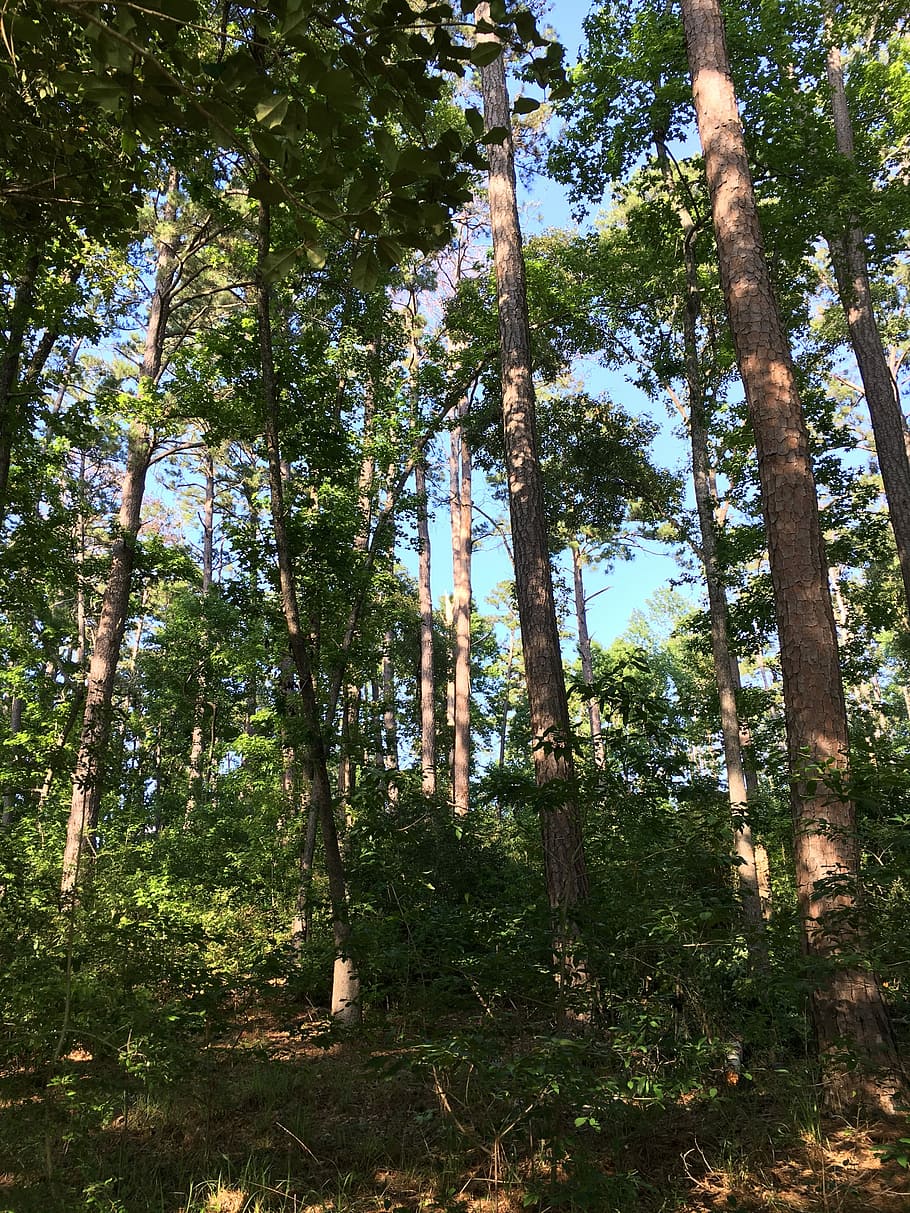 Forest, Nature, Trees, Greenery, park, vegetation, wilderness HD wallpaper