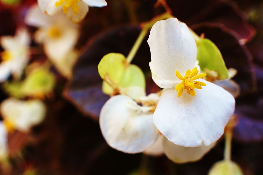 Flower, Spring, Bloom, Flora, Nature, summer, garden, season HD wallpaper