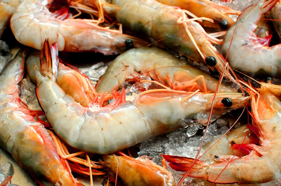 Prawns, Shrimp, Ice, Seafood, Crustacean, freshness, raw Food, HD wallpaper