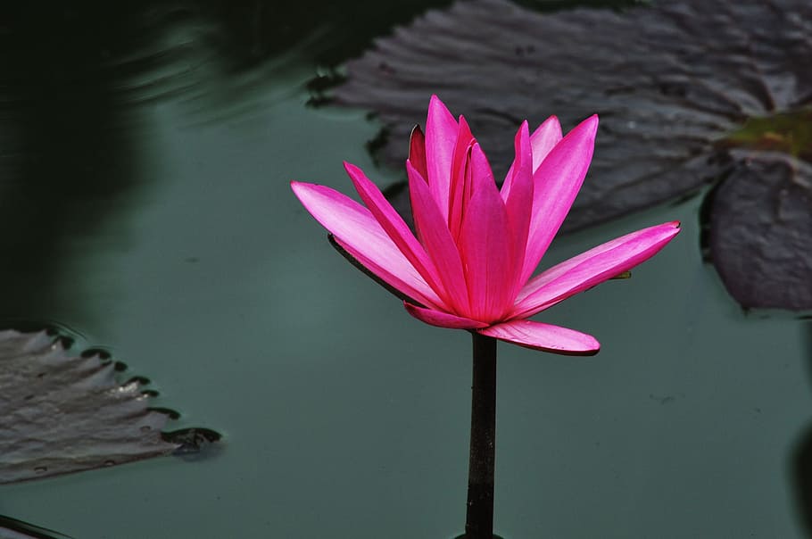 Lotus, Water, red, water Lily, pond, nature, lotus Water Lily HD wallpaper