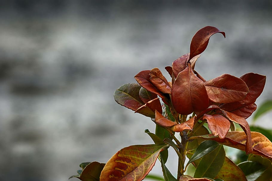 leaf, nature, outdoors, flora, plant, growth, beauty in nature HD wallpaper