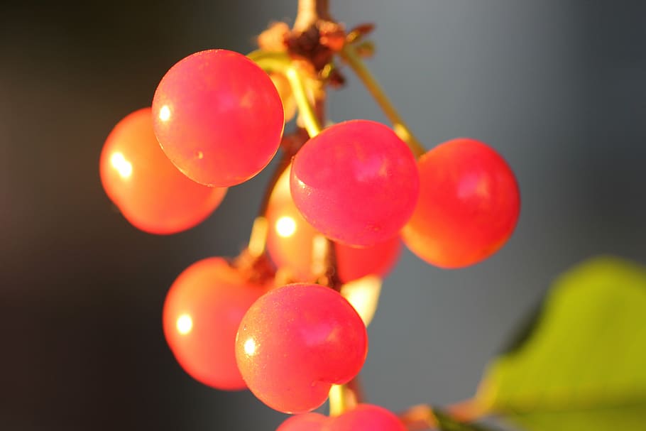red cherry, fruit, fresh, healthy, juicy, nature, agriculture HD wallpaper
