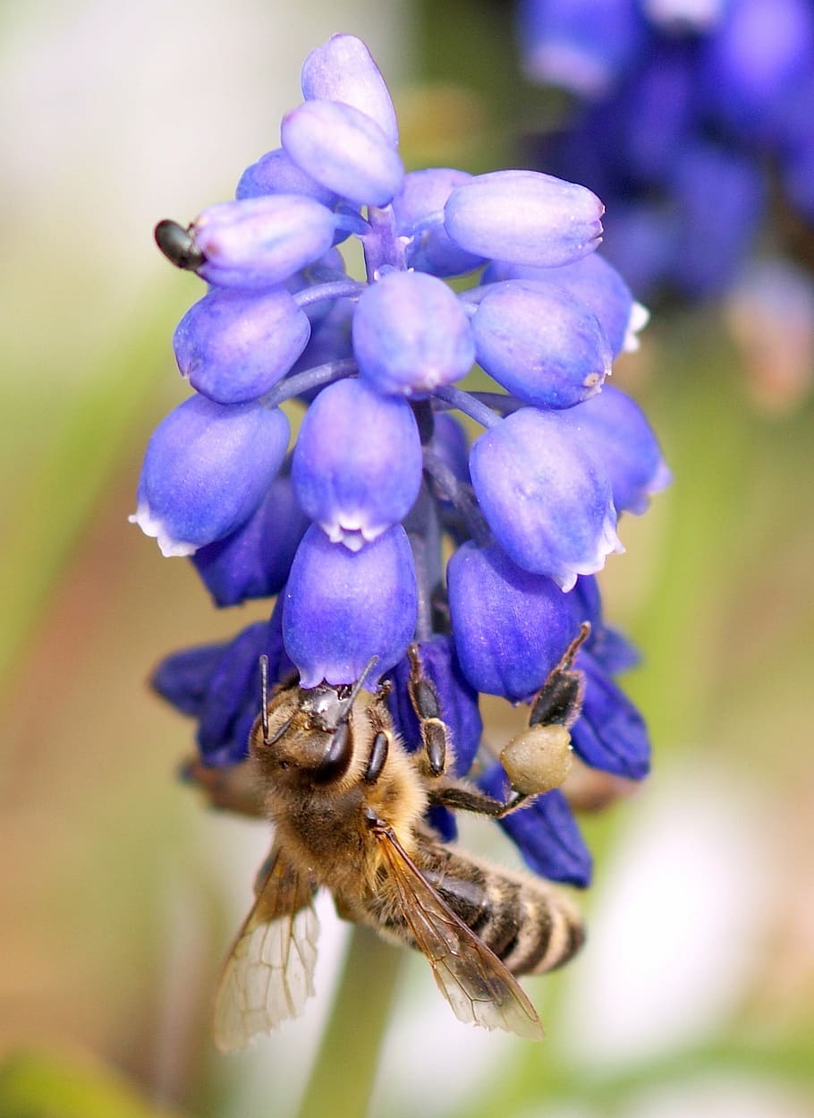 blossom, bloom, violet, bee, blue, flower, garden, purple, close HD wallpaper