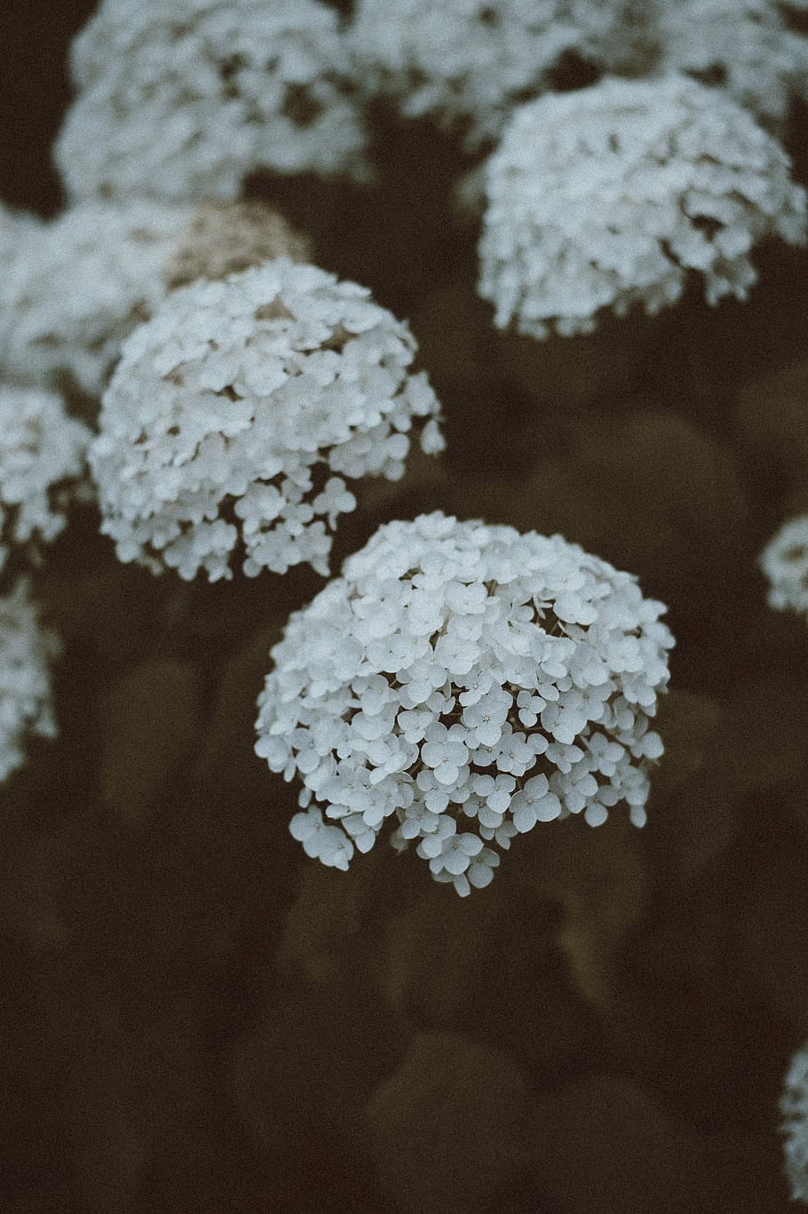 white petal flower plants, petals, growth, close-up, beauty in nature HD wallpaper