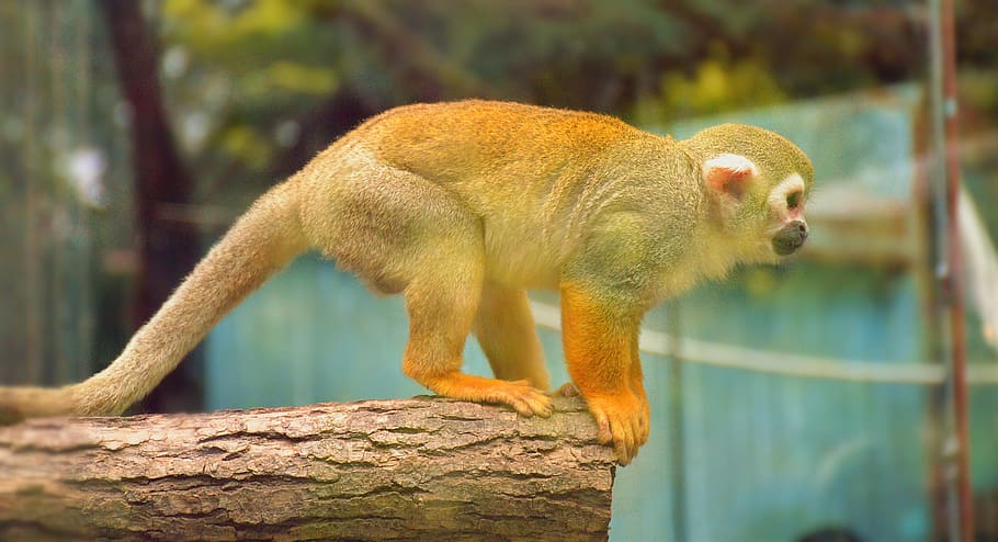 monkey, zoo, animal, animal themes, mammal, animal wildlife HD wallpaper