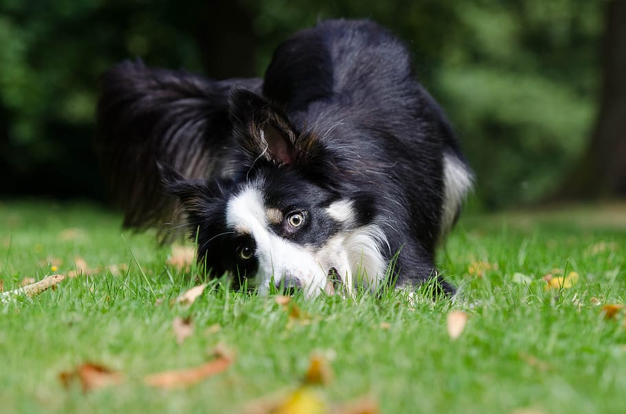 funny, bizarre, view, border collie, british sheepdog, summer HD wallpaper