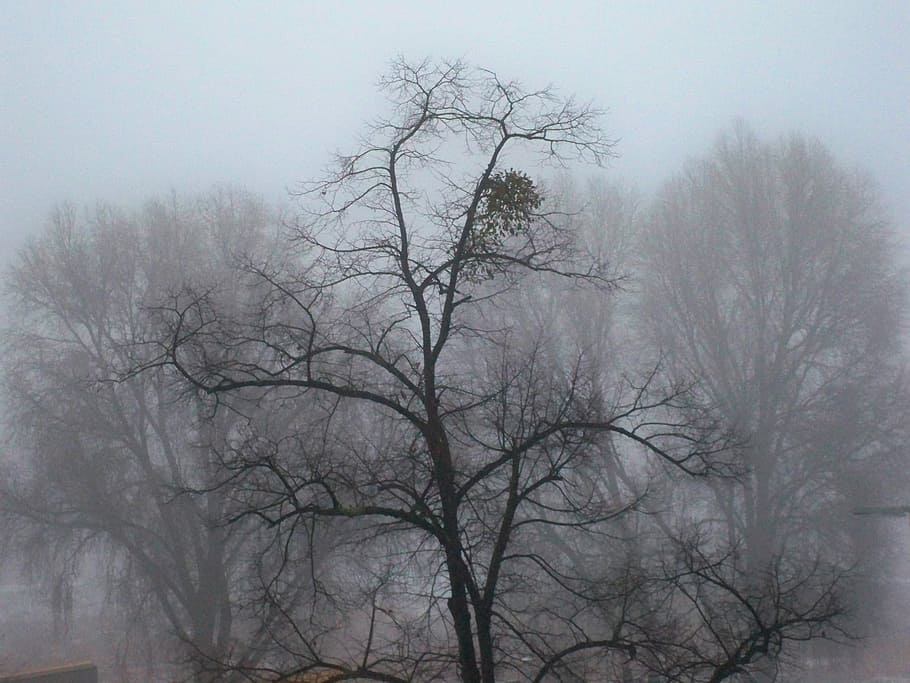 Frost, Wintry, Winter Trees, Nature, fog, bare tree, cold temperature HD wallpaper