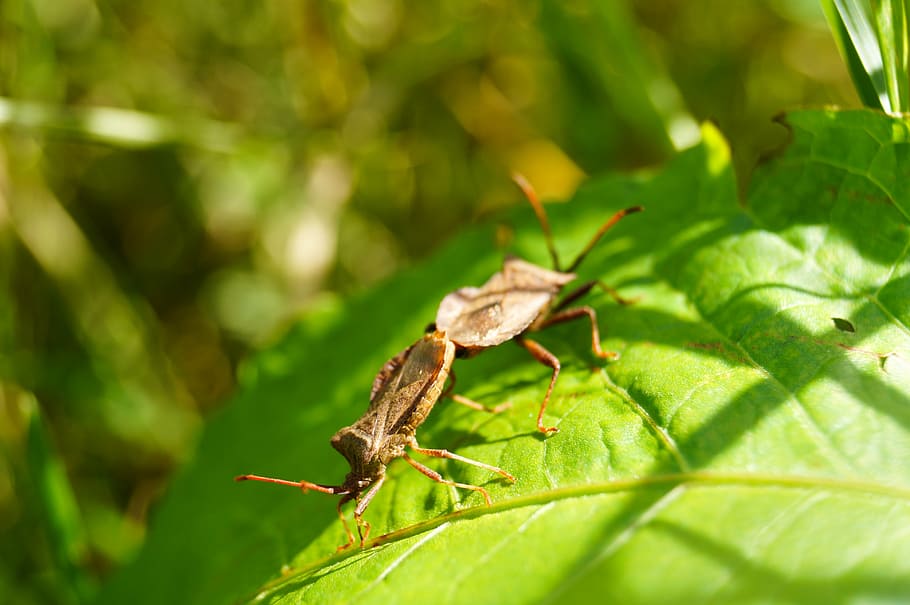 beetle, pairing, insect, nature, close, reproduction, animal wildlife HD wallpaper