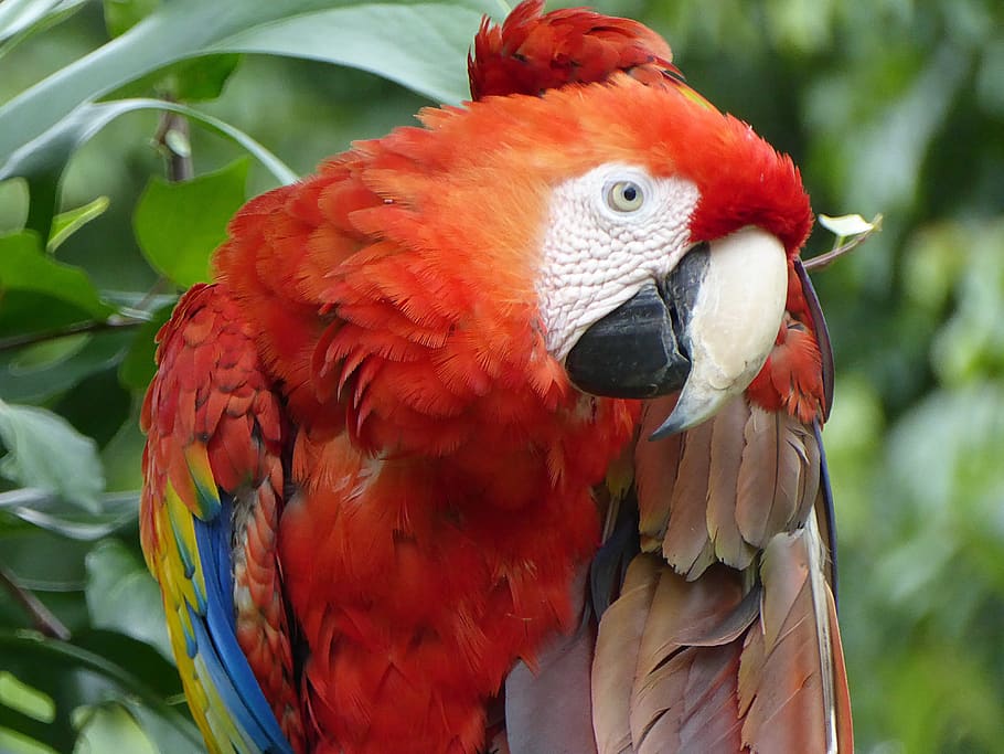parrot, red, yellow, blue, bird, macaw, animal themes, vertebrate HD wallpaper