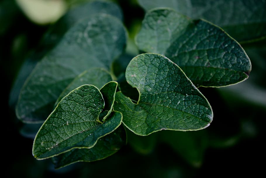 macro photography of a green leaf plant, reflection, hungary HD wallpaper