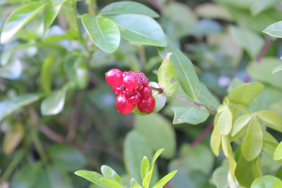 leaf, nature, berries, flora, tree, closeup, garden, berry HD wallpaper