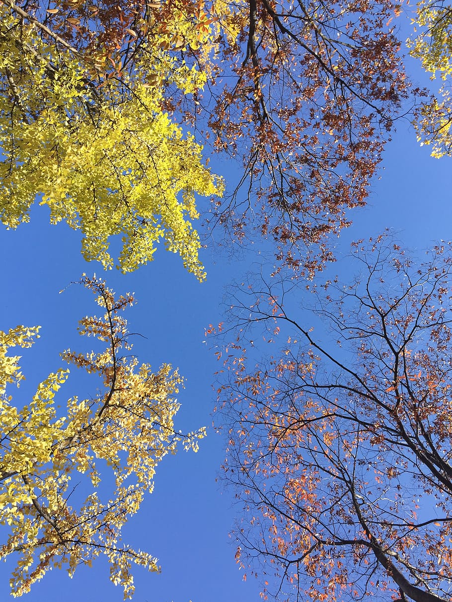 sky, nature, blue, scenery, wood, autumn, tree, branch, leaf HD wallpaper