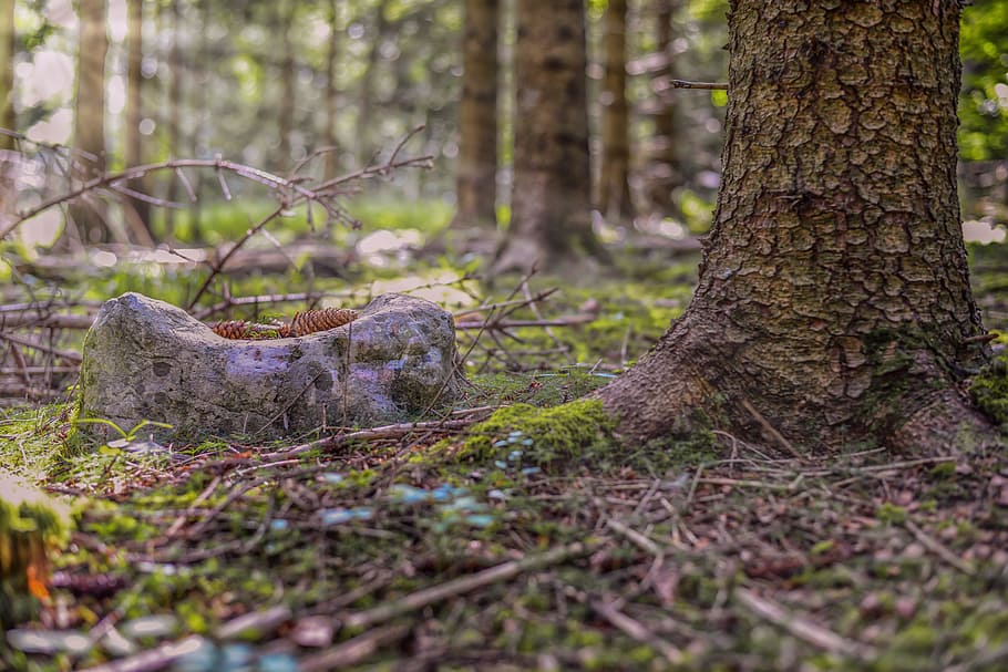 Forest, Light Beam, Sun, Mood, shadow, trees, mysticism, lighting HD wallpaper