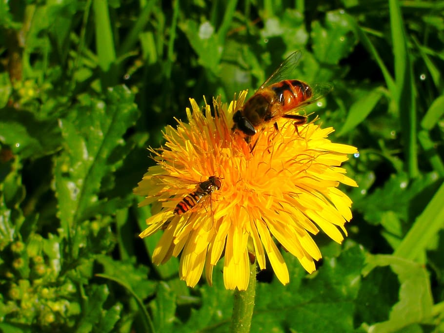 Insects, Hoverfly, Nature, flower, one animal, animals in the wild HD wallpaper