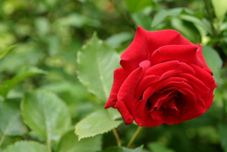 flowers, nature, leaf, plants, beauty in nature, flowering plant HD wallpaper