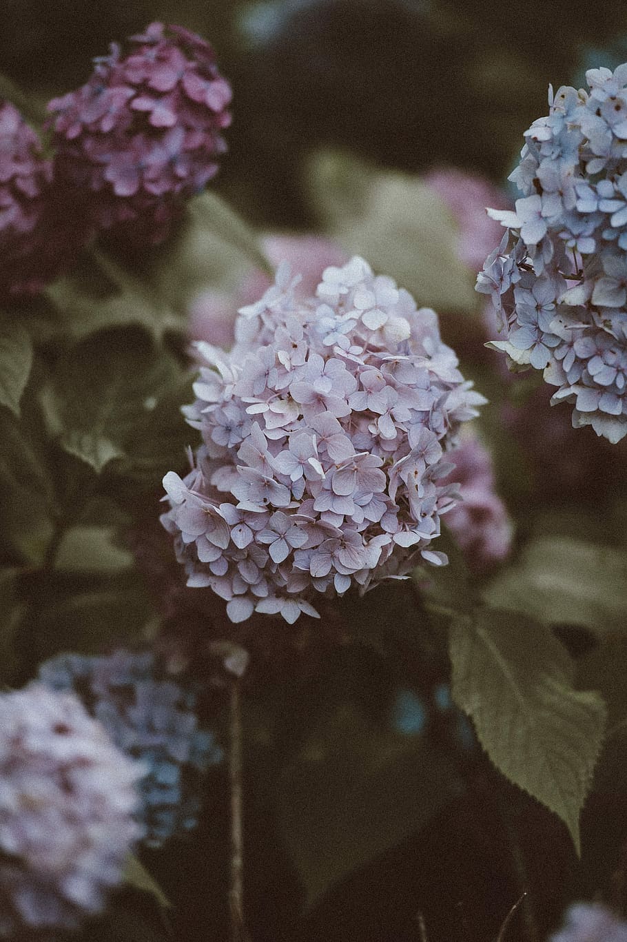 Pale pink hydrangea, white clustered flower in bloom, petal, blossom HD wallpaper