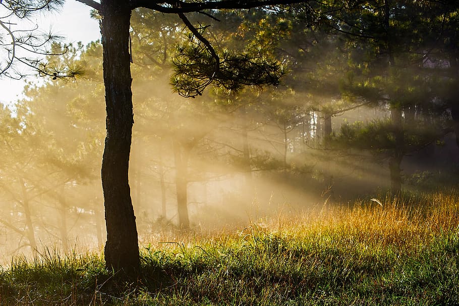 silhouette of tree during daytime, forest, scenery, mist, dawn HD wallpaper