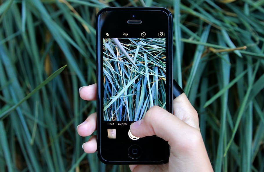 person holding black iPhone 5 with black case taking photo of grasses, HD wallpaper