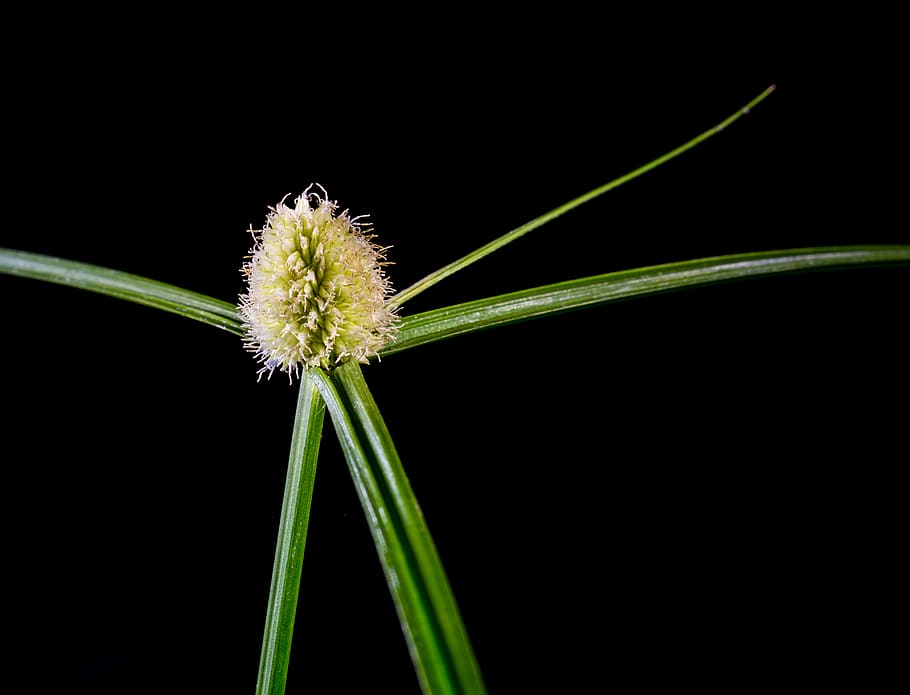 grass, weed, blossom, bloom, plant, growth, flower, beauty in nature HD wallpaper