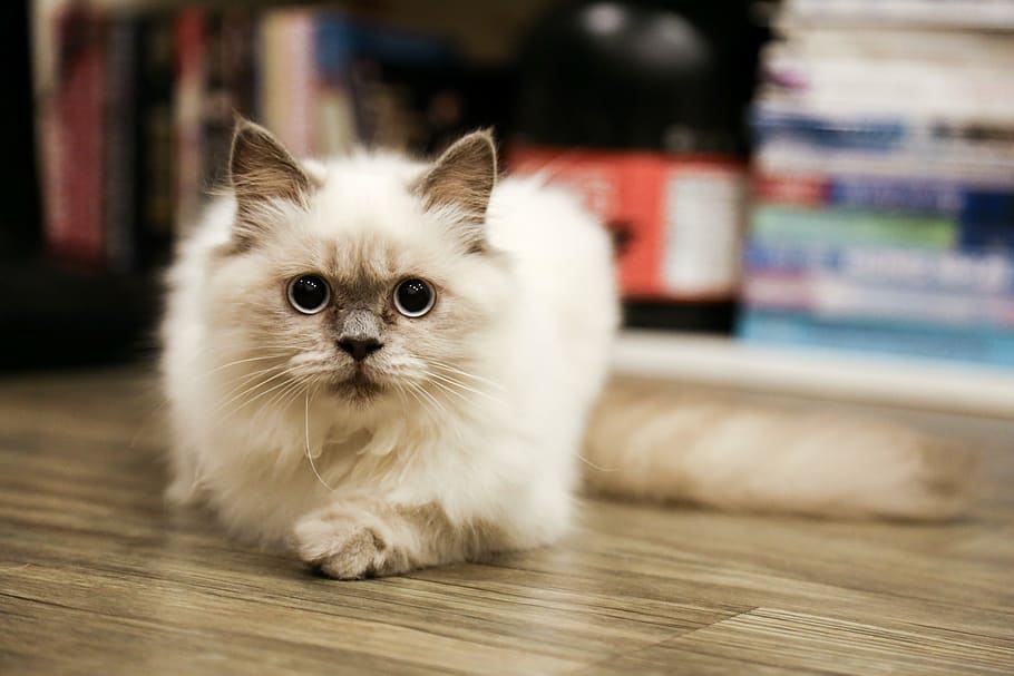 white cat laying on floor, pet, kitty, kitten, pets, domestic animals HD wallpaper