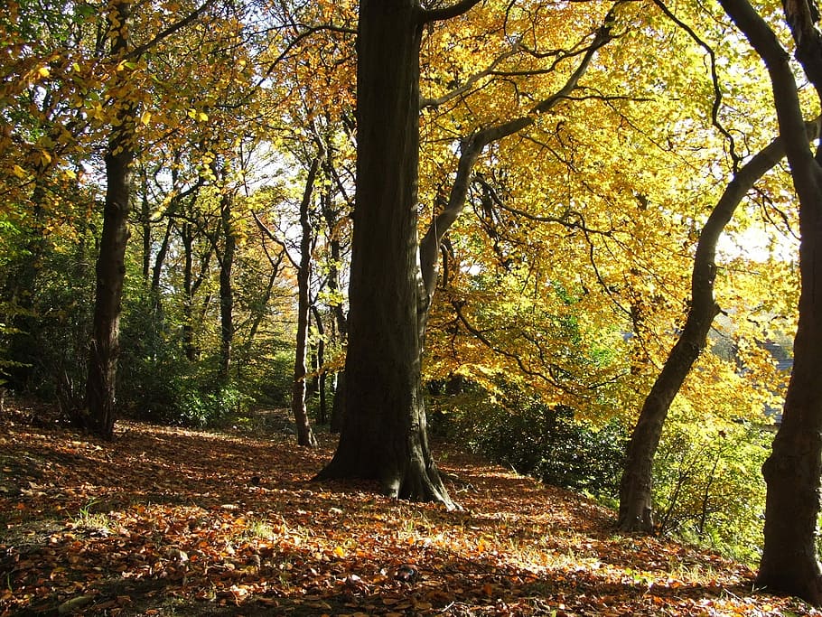 Tree, Autumn, Fall, Colorful, trees, trunk, woods, forest, woodland HD wallpaper
