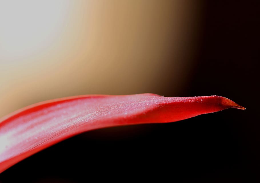 blade, grass, macro, natural, plant, nature, color, food and drink HD wallpaper