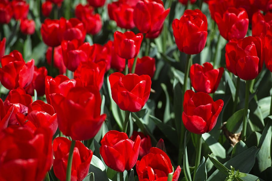 tulips, flower, vivid color, flowers, nature, plant, spring, HD wallpaper