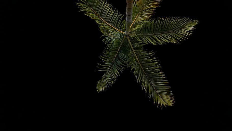 low angle photo of palm tree taken at nighttime, photography HD wallpaper