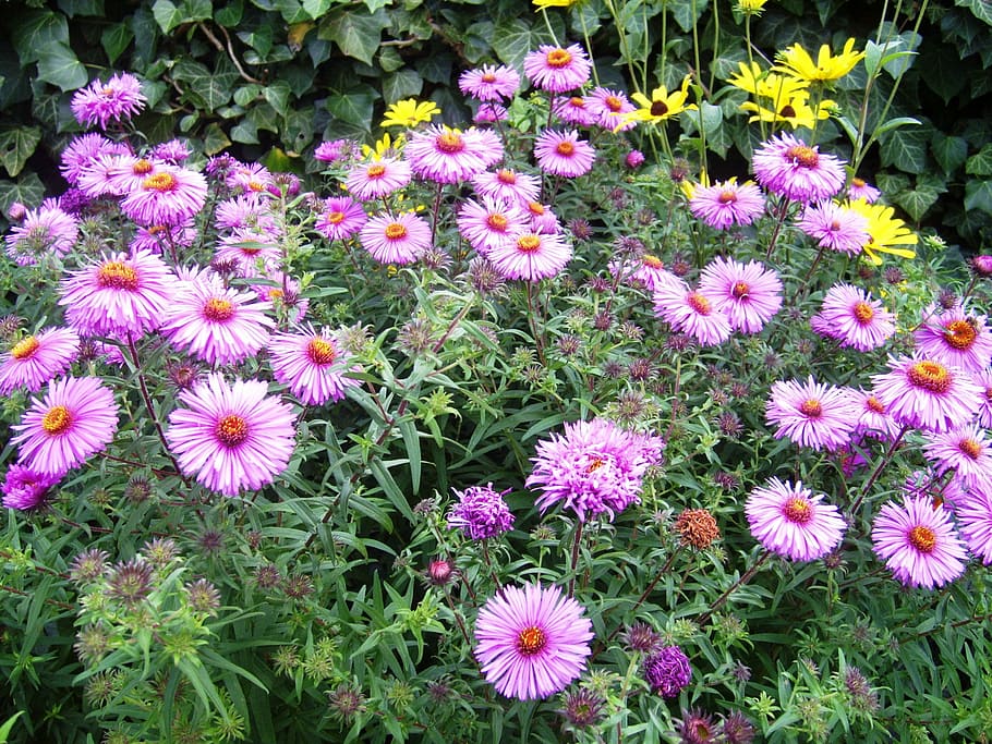autumn, aster, pink, flowering plant, freshness, fragility HD wallpaper