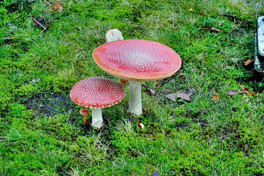 fly agaric, moss, nature, close, mushroom, mushroom picking HD wallpaper