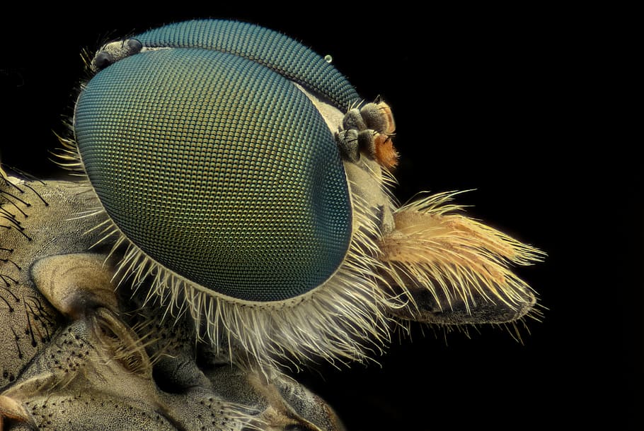 microscopic photography of insect, bee, macro, eyes, bug, animal, HD wallpaper