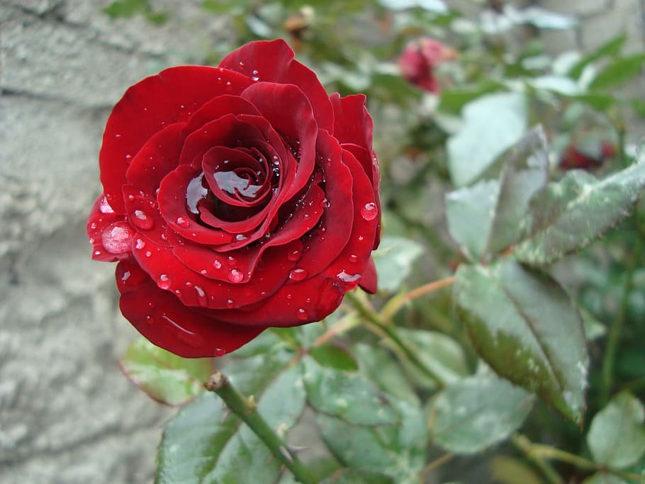 Beautiful, rosa, red, rose - flower, nature, petal, beauty in nature HD wallpaper