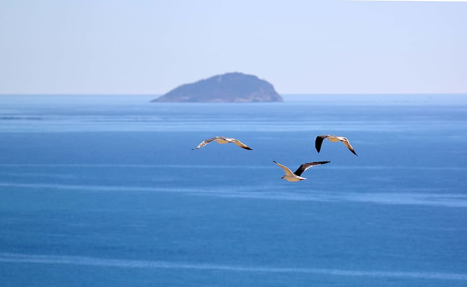 seagull, ave, animal wildlife, animal themes, animals in the wild HD wallpaper