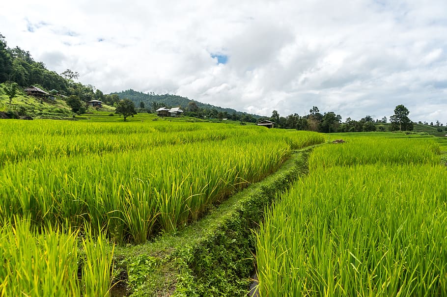 Rice Field, Rice Terrace, Thailand, chiang mai, landscape, agriculture, HD wallpaper