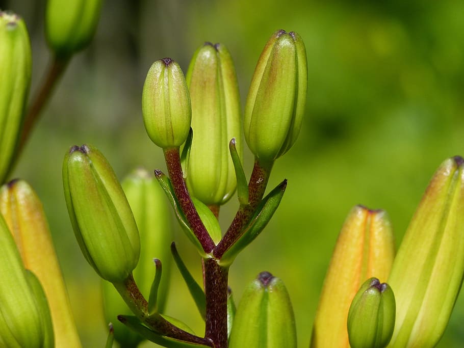 buds, feuerlilie, lilium bulbiferum, flower, beautiful, close-up, HD wallpaper