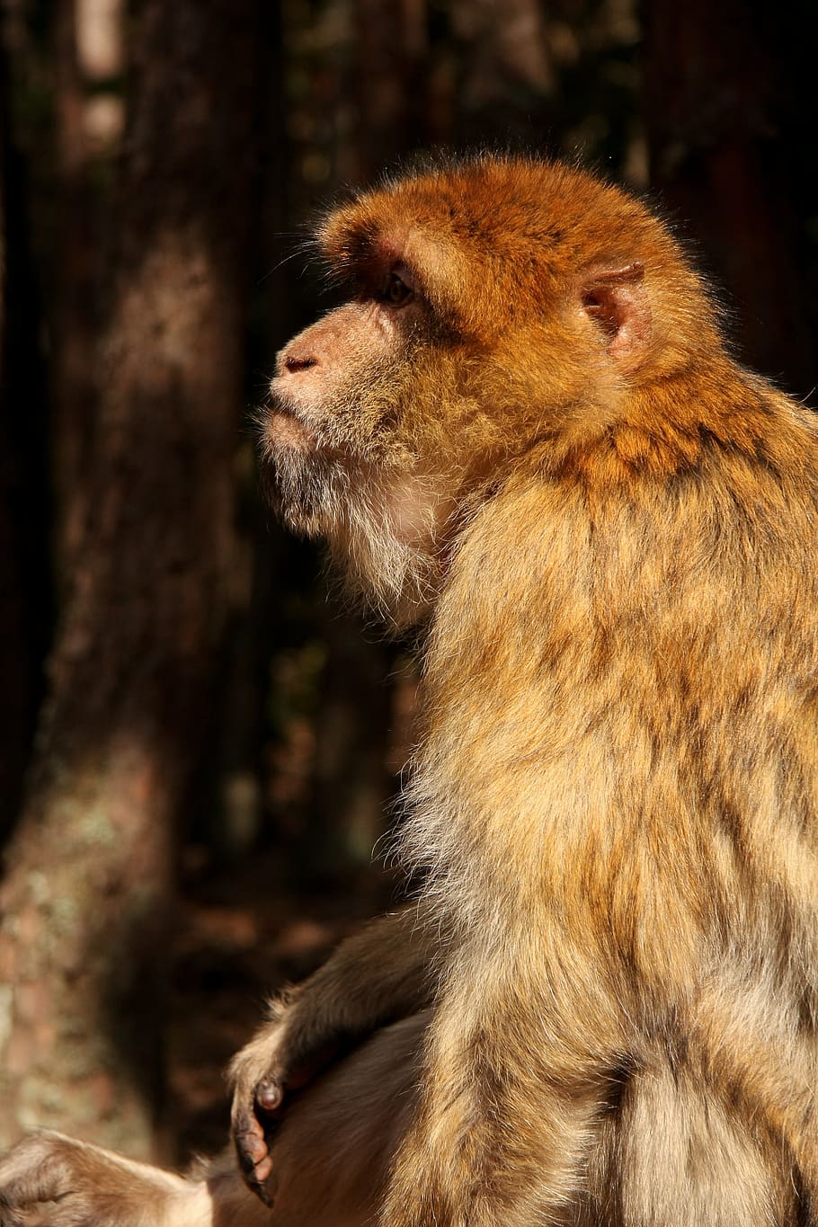 Monkey, Forest, Zoo, one animal, animal wildlife, animals in the wild HD wallpaper