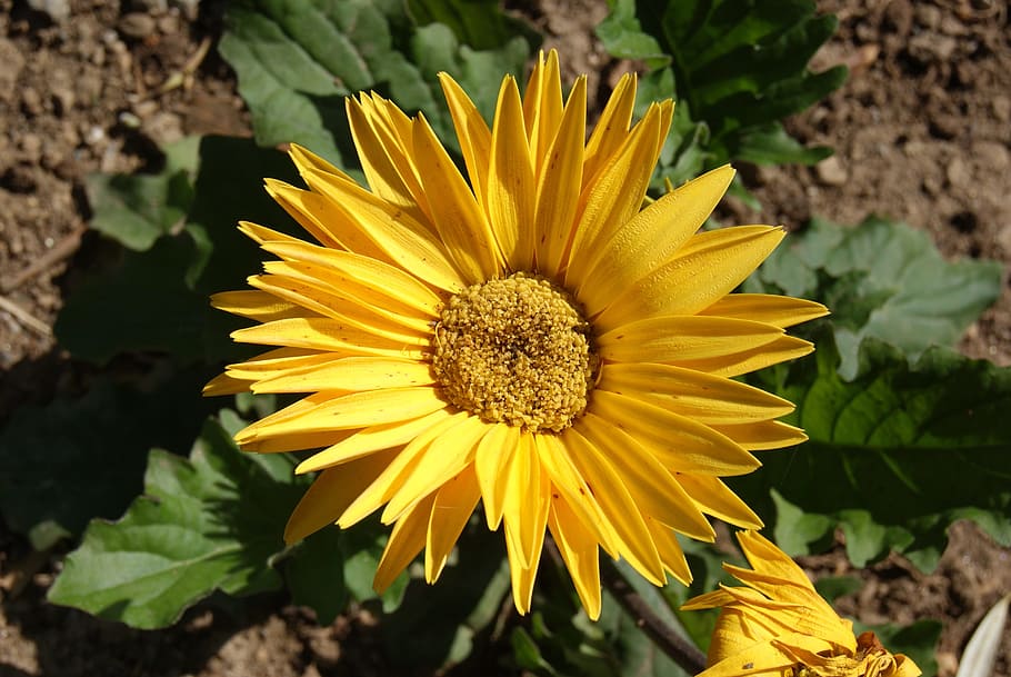 flower, spring, yellow, spring flower, nature, green, blossom HD wallpaper