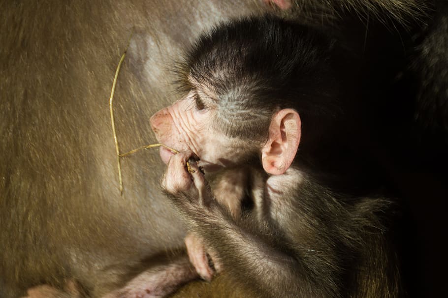 animal, zoo, ape, baboon, monkey, royalty  images, mammal, animal themes HD wallpaper