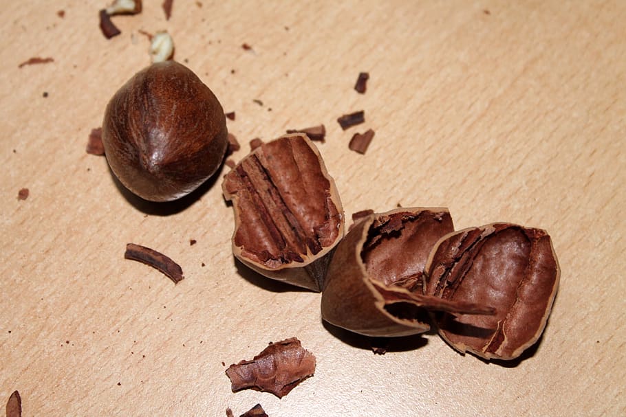 nutshell, nutshells, pecan, brown, close-up, food, backgrounds HD wallpaper