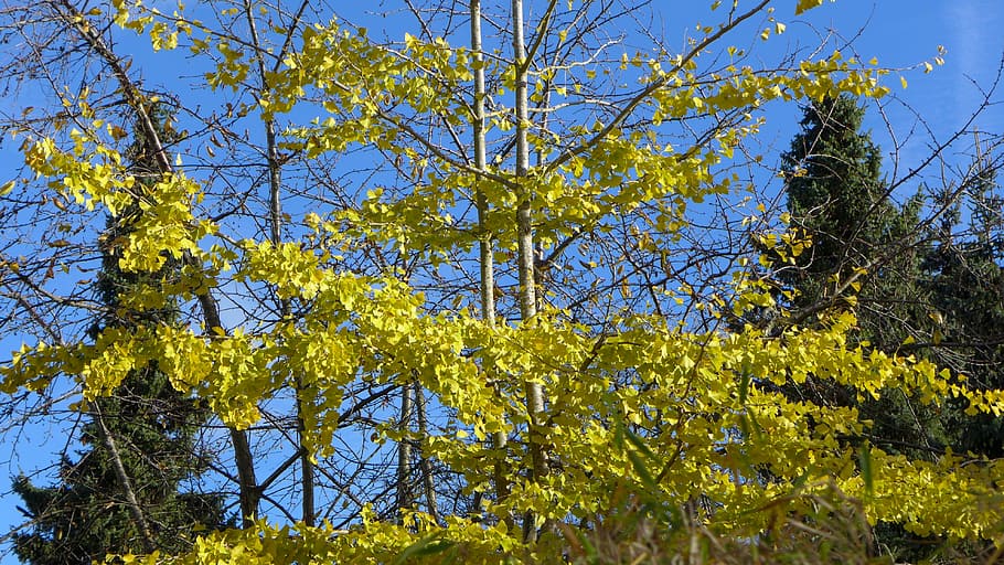 gingko, deciduous tree, conifers, autumn, fall color, blue HD wallpaper